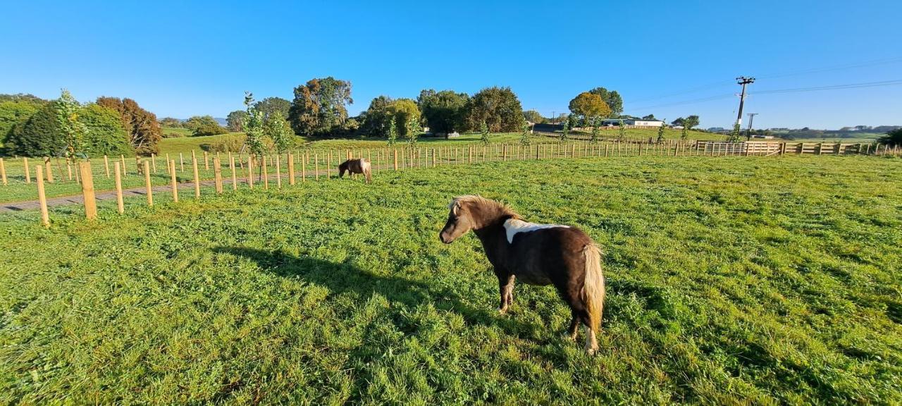 Country Comfort - Only 10 Minutes From Hamilton Cbd Eksteriør billede